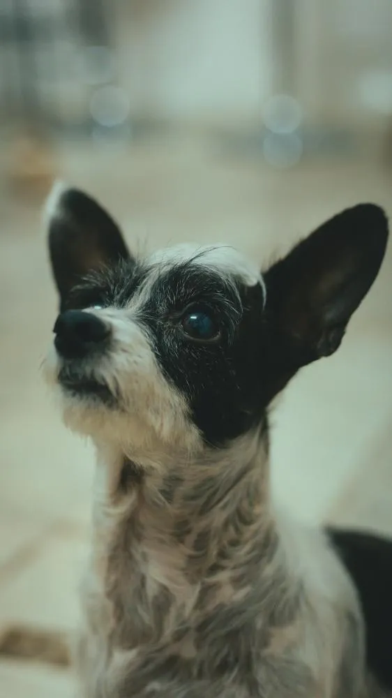 Salvador inicia cadastro para castração gratuita de cães e gatos